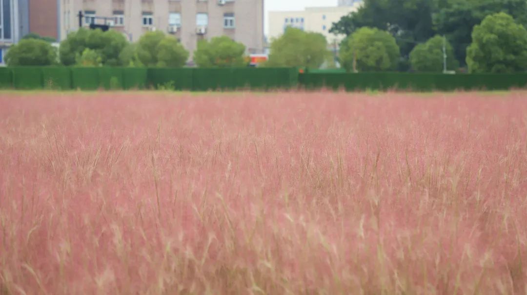 金秋时节，钱塘区宜学路与东侧支路交叉口东南面，一大片粉黛开得正旺。