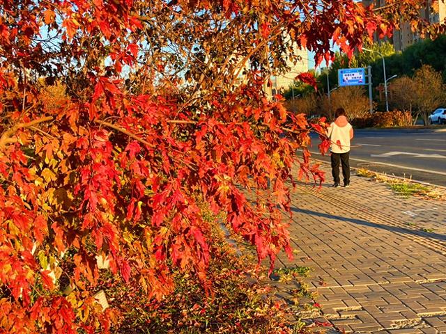 金色秋季 c233-43c19a52af7cadc46360d848fde5e744.jpg