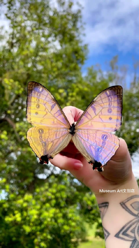 昨晚梦见上万只蝴蝶🦋亲吻俄罗斯海岸线……