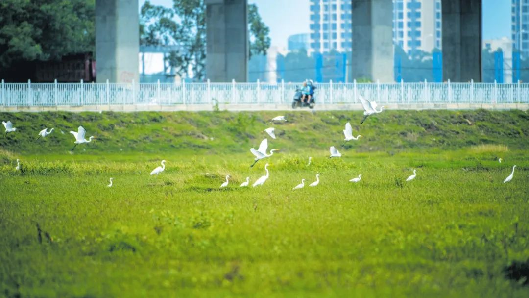 10月25日,在海口火车站附近湿地,成群的白鹭翩翩起舞。石中华 摄