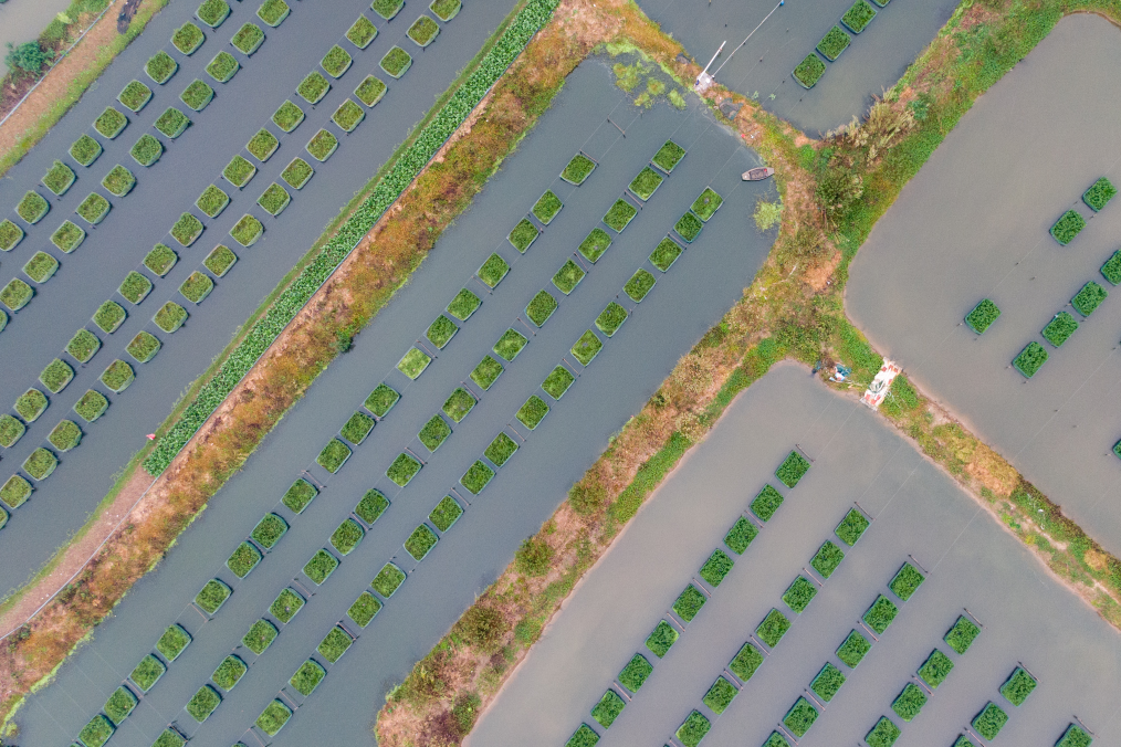 这是10月27日拍摄的湖北省仙桃市张沟镇先锋村的黄鳝养殖网箱（无人机照片）。（杜子璇 摄）