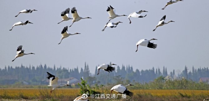 鄱阳湖国际观鸟季持续三个月|鄱阳湖|九江市_新浪新闻