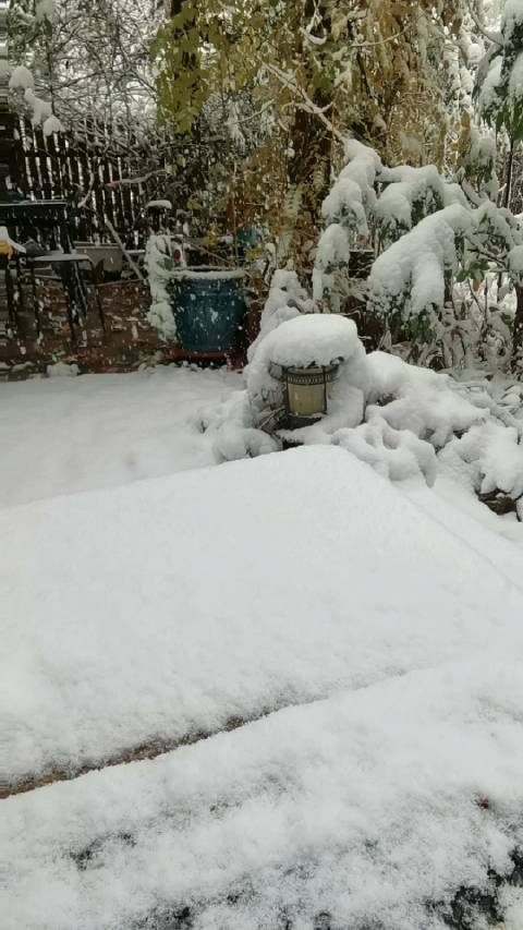 沈阳初雪，送给南方朋友，冬天第一杯“蜜”雪