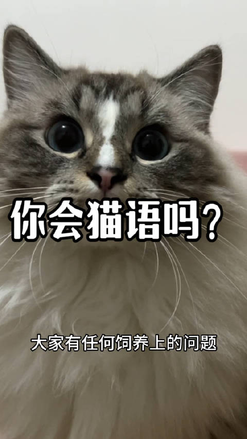 你会猫语吗？