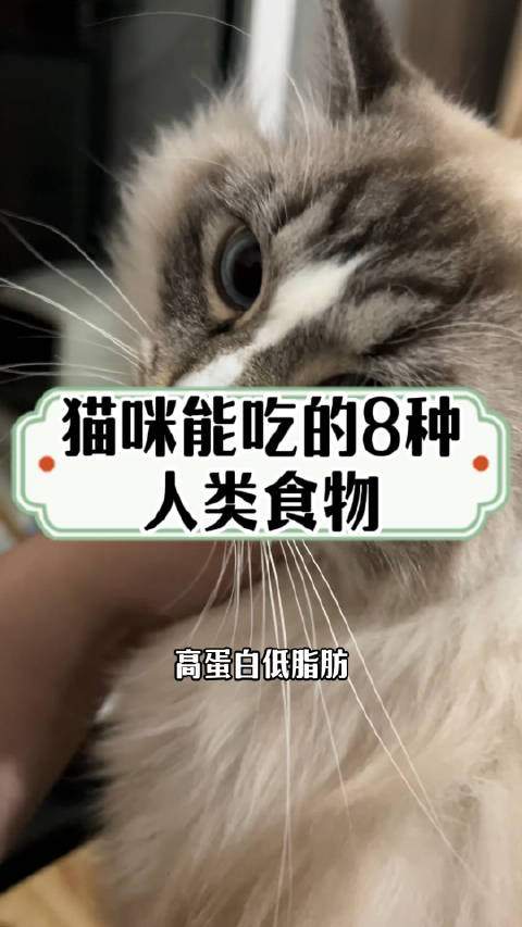 猫咪能吃的8种人类食物