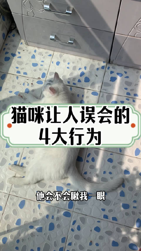 猫咪让人误会的4大行为