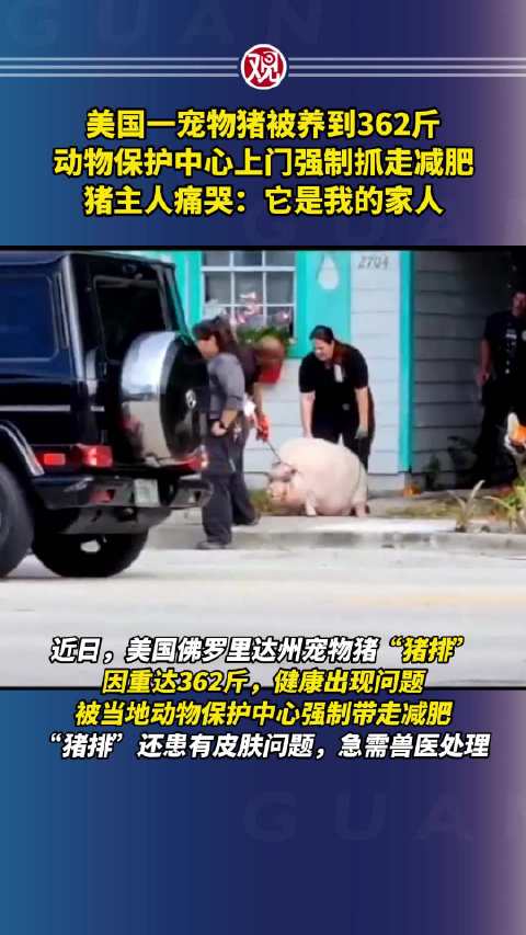 美国宠物猪养到362斤被强制抓走减肥|猪_新浪新闻