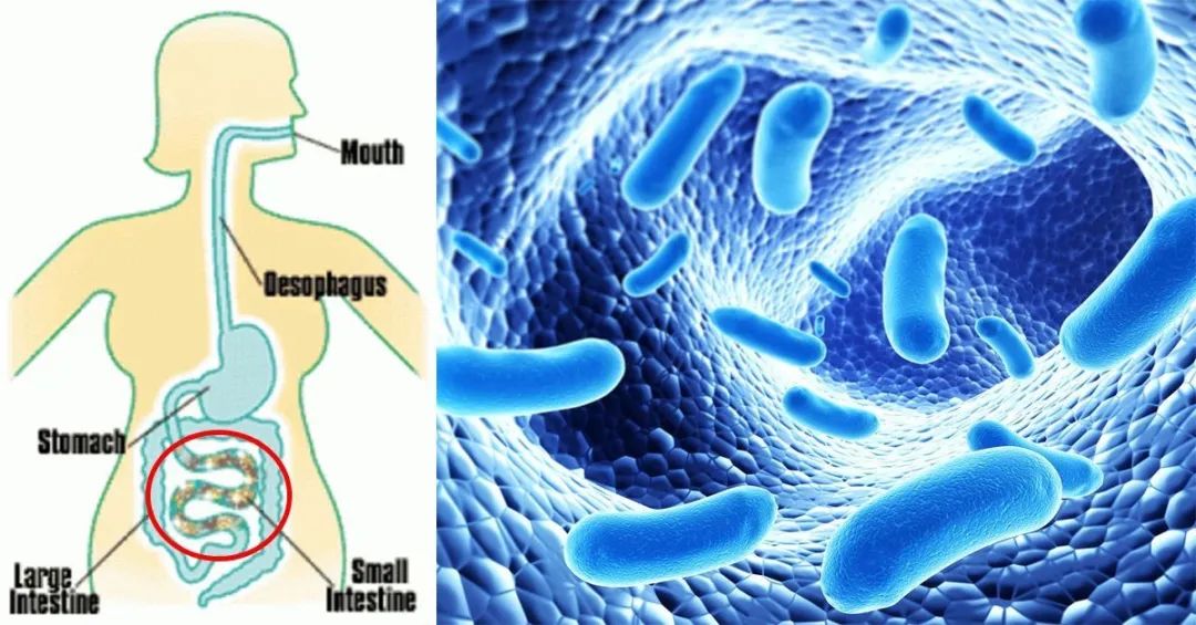 从酸奶到补剂，益生菌的贴金游戏：代工价低至1毛，暴利背后乱象重重