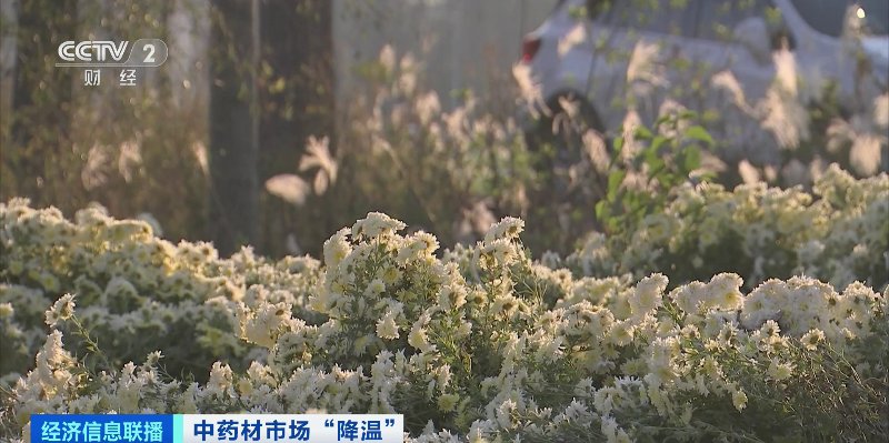 “狂飙”暂停!中药材价格降了,原因几何?