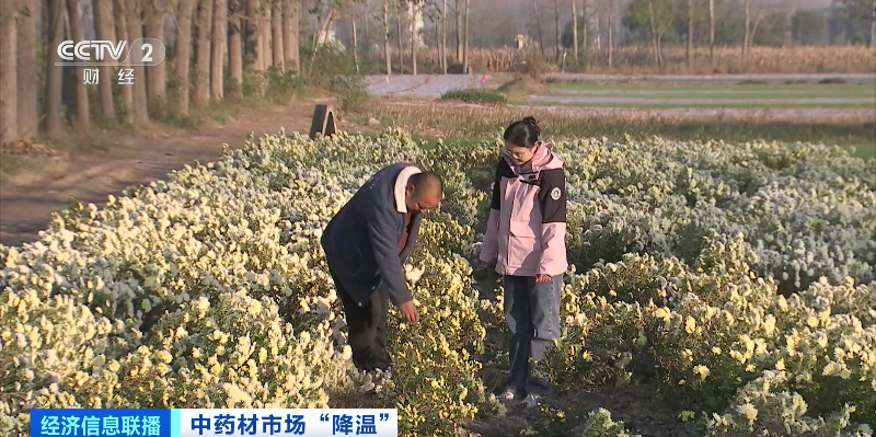 “狂飙”暂停!中药材价格降了,原因几何?