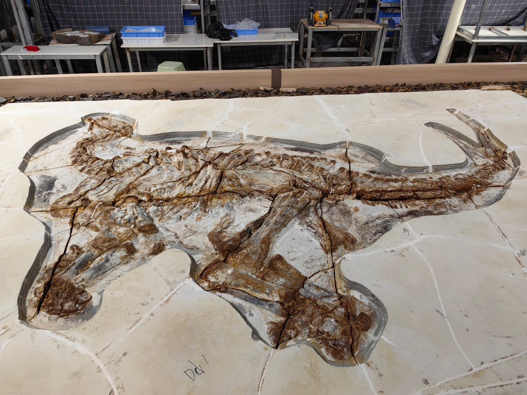 圖為此次發現的劍龍類恐龍化石。新華社記者曹國廠 攝