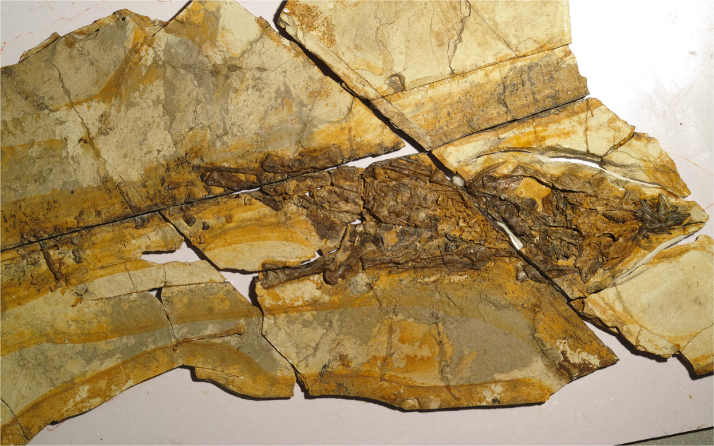 圖為此次發現的角龍類恐龍化石。（河北省自然資源廳供圖）