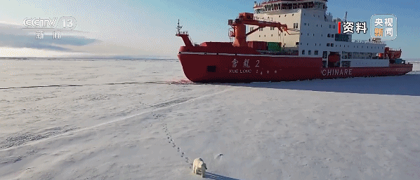 “雪龙2”号遇见北极熊