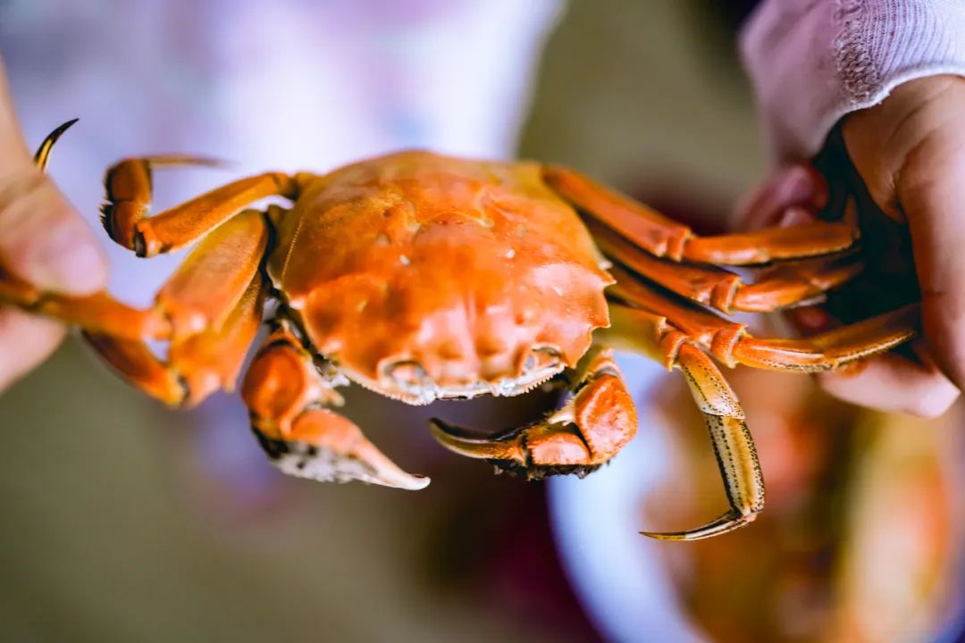 怎么吃大闸蟹视频 cca1-4ca245206c01c1d7ce41ca4cd1572c34.jpg