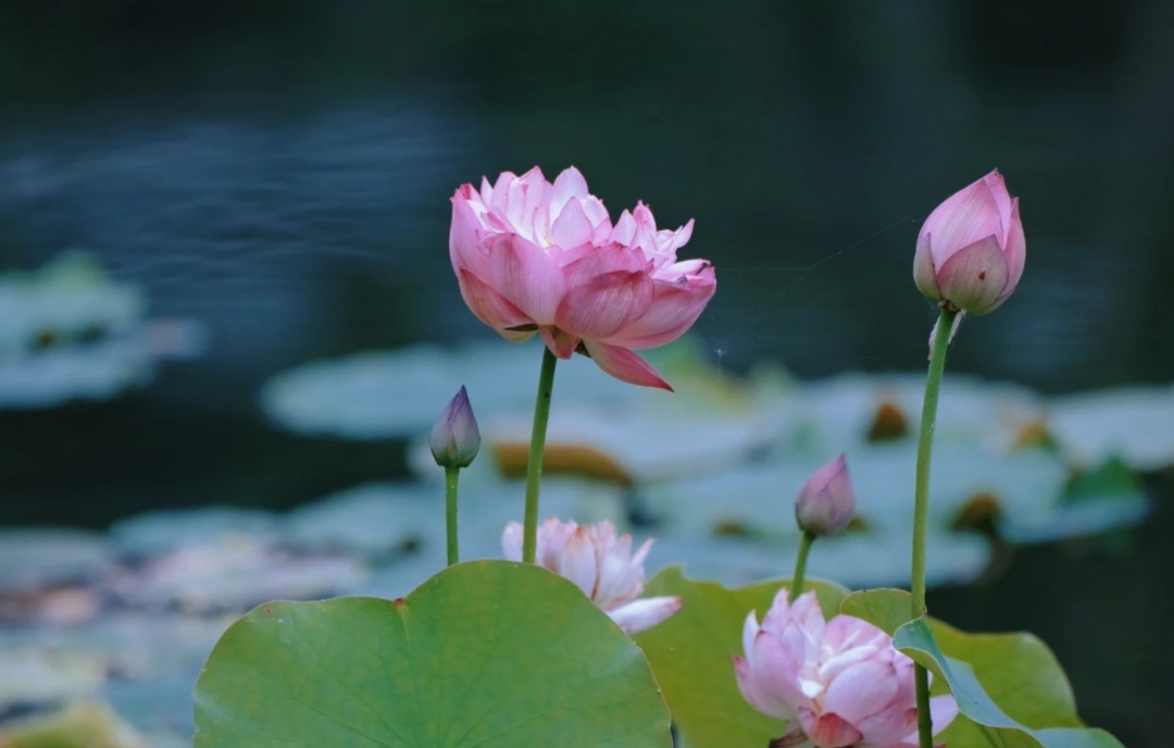 溶气气浮机工作原理 混凝土路面平整度控制
