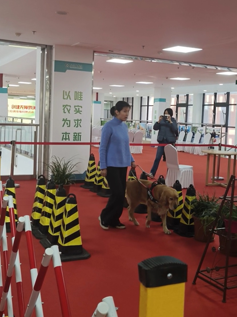 視障人士張冉展示導盲犬為其引路。新京報記者 葉紅梅 攝