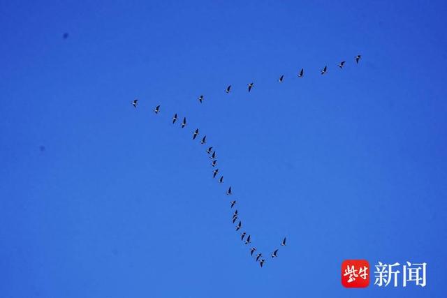 图为空中南飞的豆雁