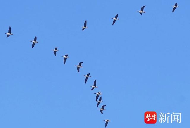 图为空中南飞的豆雁