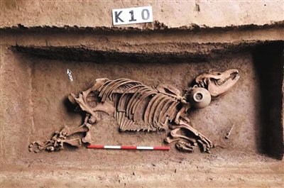 霸陵动物殉葬坑入选2023年度世界十大考古发现