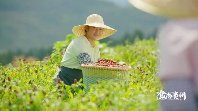 自从领悟其中真味，辣椒便与贵州的山川大地、生灵民俗融为一体……