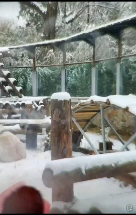 雪中萌兰三太子，今天北京的大雪让么么儿😘开心的不得了……