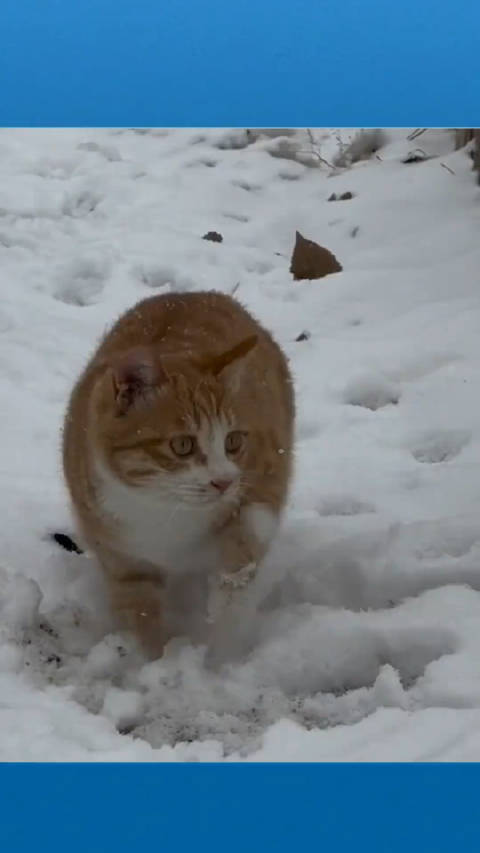 一方水土养一方喵，下雪天猫咪滚出来个小雪球玩