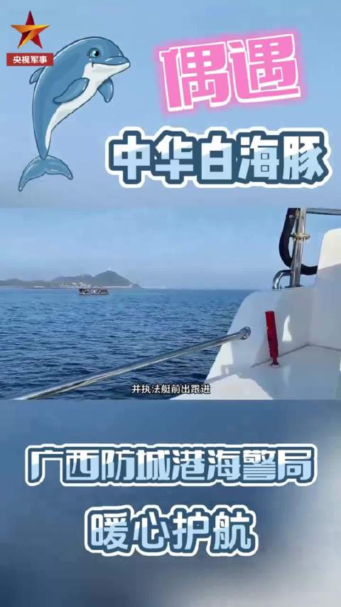 海警偶遇白海豚一路护送