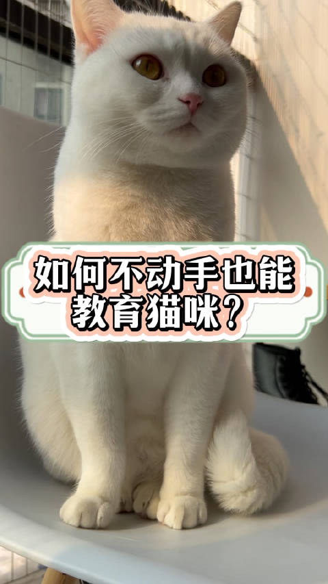 如何不动手也能教育猫咪？