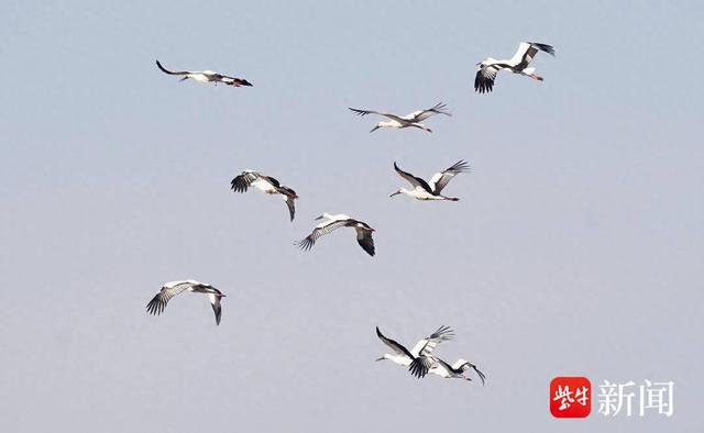 图为大量东方白鹳现身湿地
