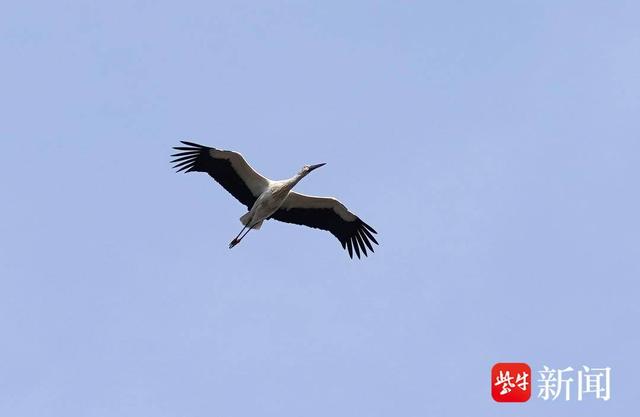 图为大量东方白鹳现身湿地