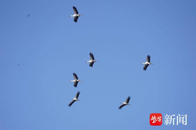 图为大量东方白鹳现身湿地