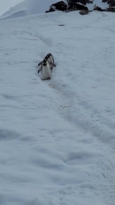 看南极企鹅走路