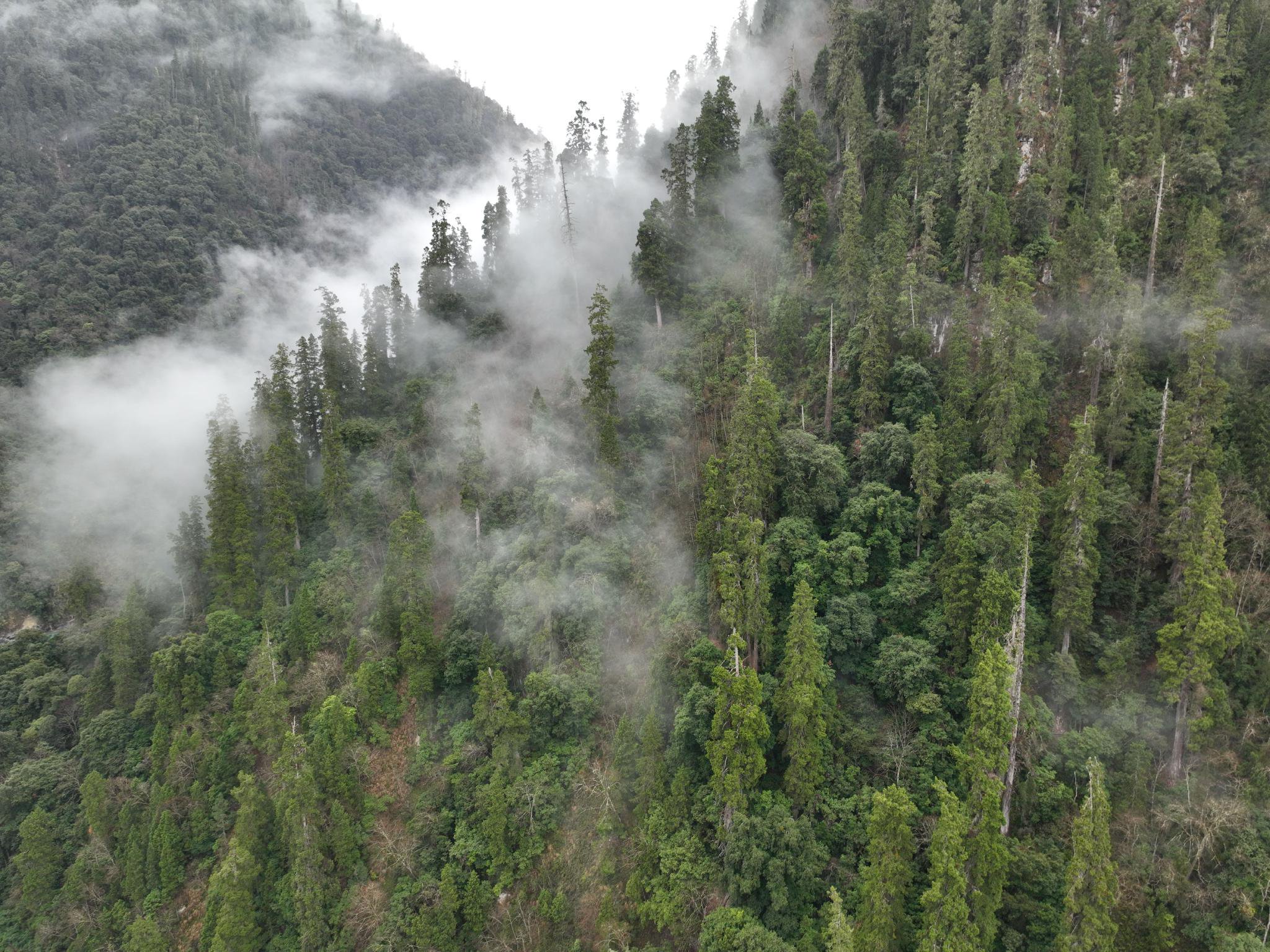 雲霧繚繞的西藏柏木巨樹群落。受訪者供圖