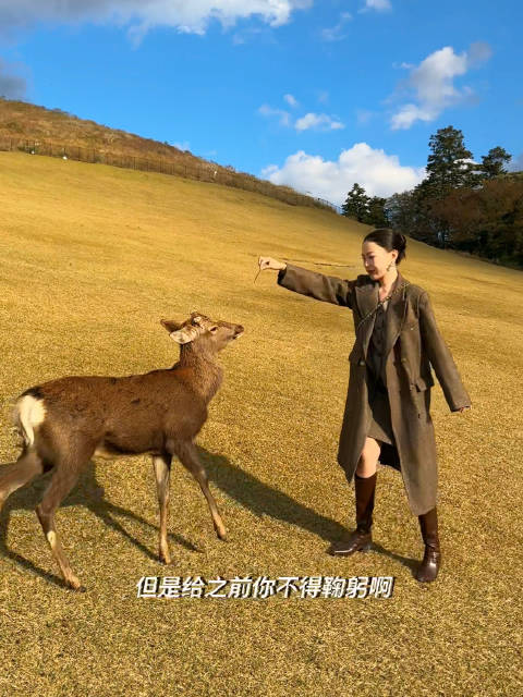 听说奈良的鹿会鞠躬