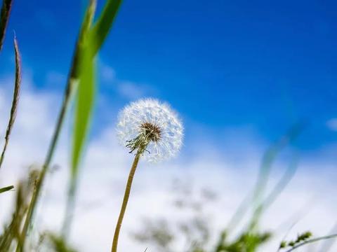 木桐花开映山红