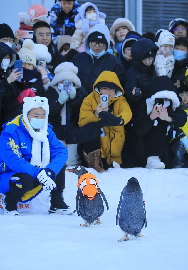 2023年12月9日,哈尔滨极地公园的著名IP“淘学企鹅”开始在雪地巡游,引来游客围观。视觉中国 图