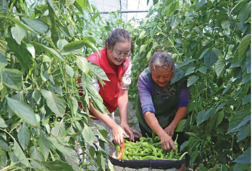 小箐镇小坝村村民在蔬菜保供基地务工。 资料图