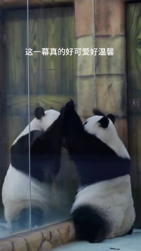 熊猫把手搭在玻璃上，同伴发现后立马做出回应，太可爱啦！