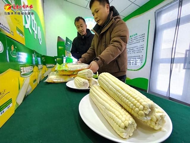 1月11日,在高新区(新市区)安宁渠镇的新疆玉维鲜农业科技中心,工作人员正在展示鲜食甜糯玉米。记者石磊摄