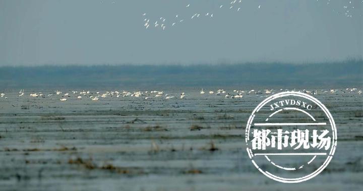 天气回暖 16万羽越冬水鸟齐聚鄱阳湖南矶湿地|国家级自然保护区|鄱阳湖|越冬_新浪新闻