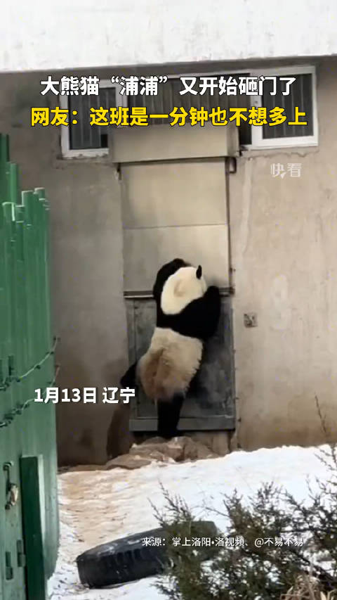 这真不是人扮的？大熊猫“浦浦”着急下班哐哐砸门……