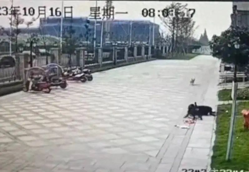崇州狗咬人事件网传视频截图