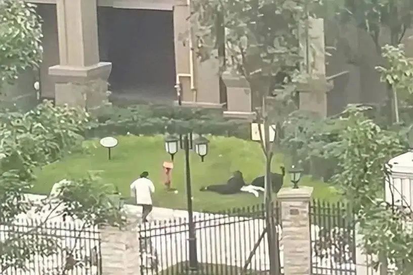 崇州狗咬人事件网传视频截图
