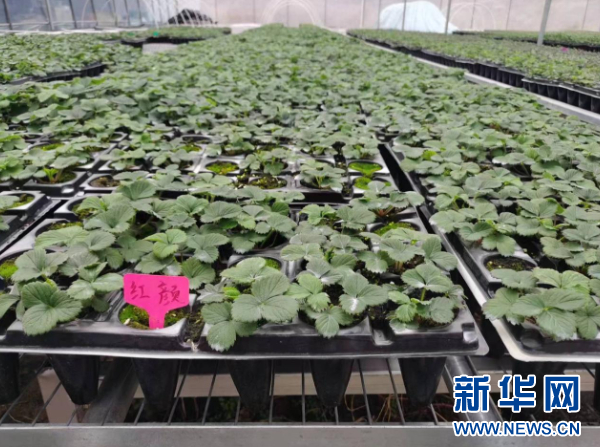 草莓苗培养大棚