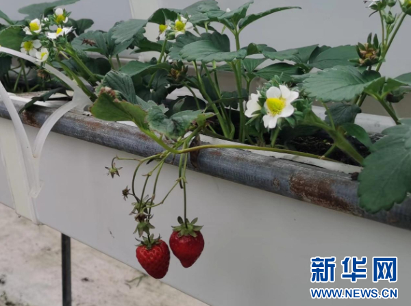 新鲜草莓