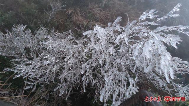 大明山现雾凇 通讯员 陆雯霞 摄