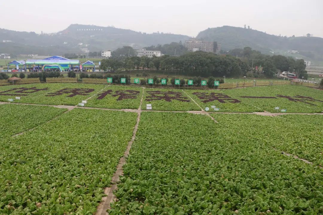 冬季的涪陵,田间地头一片绿油油。胥世鹏 摄