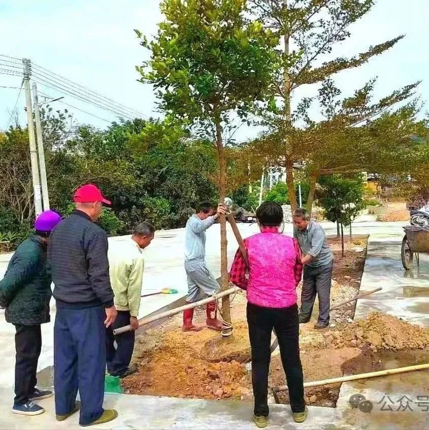 以“绿”点缀乡村美！化州掀起党建引领乡村绿化新热潮|化州市|茂名市|广东省|党支部|绿美_新浪新闻