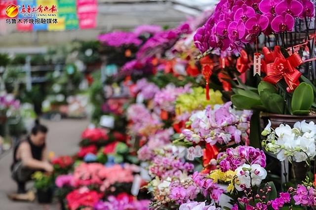 1月5日,在明珠花卉市场,年宵花种类丰富。资料图片