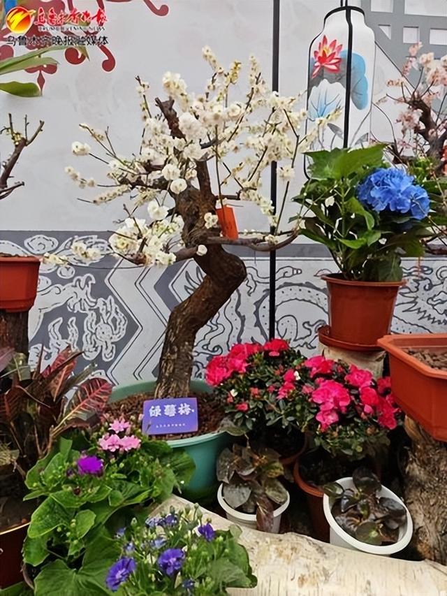 1月19日,在市植物园第二届新春梅花展上盛开的梅花。资料图片